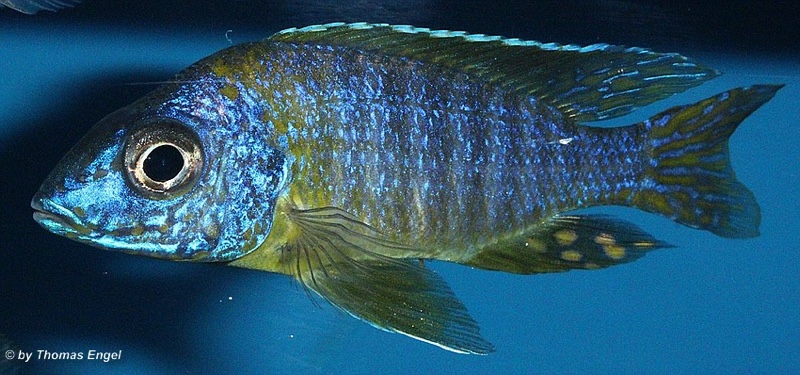 Aulonocara korneliae 'Chizumulu Island'